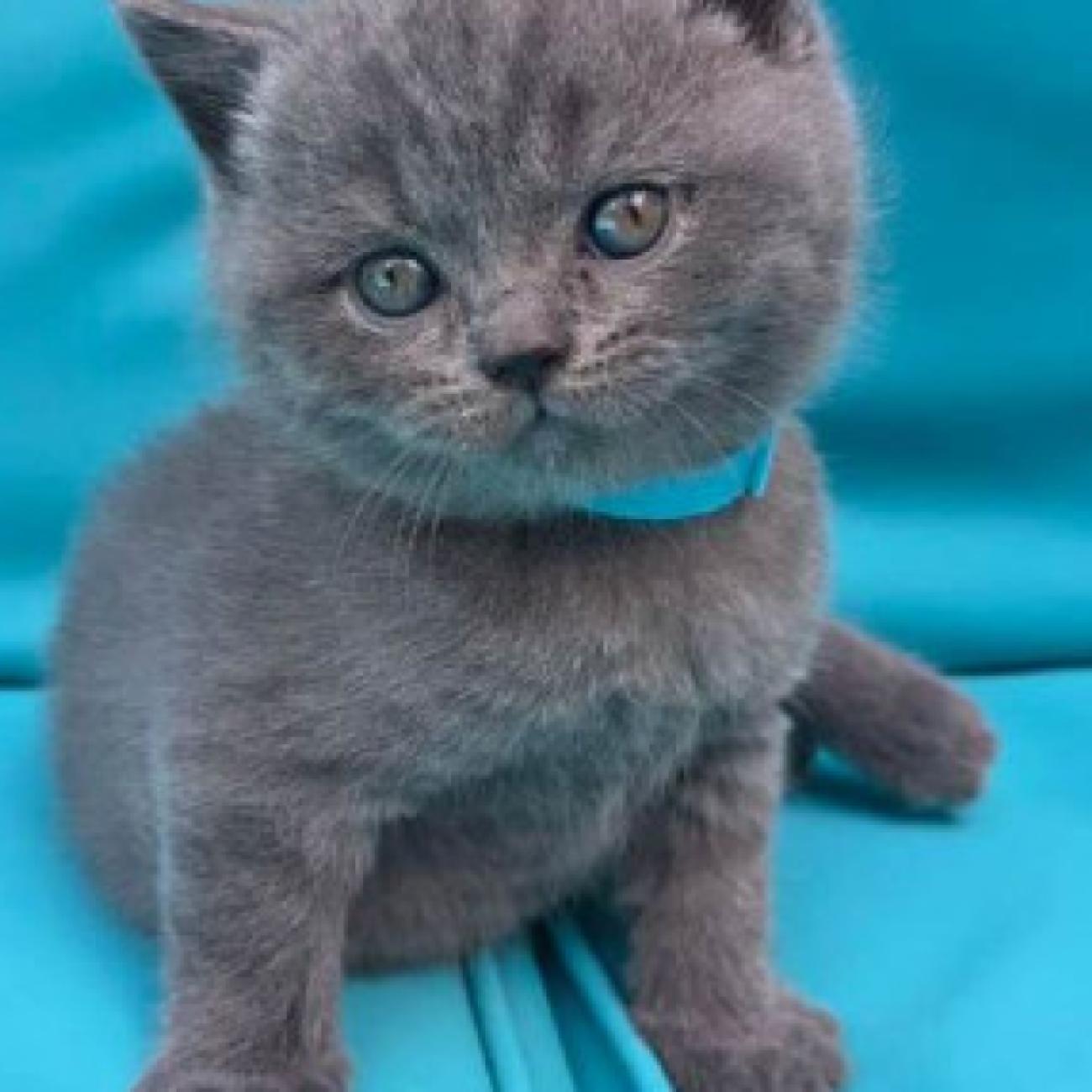 ...We have adorable 6 British Blue kittens, 3 boys and 3 girls. 
