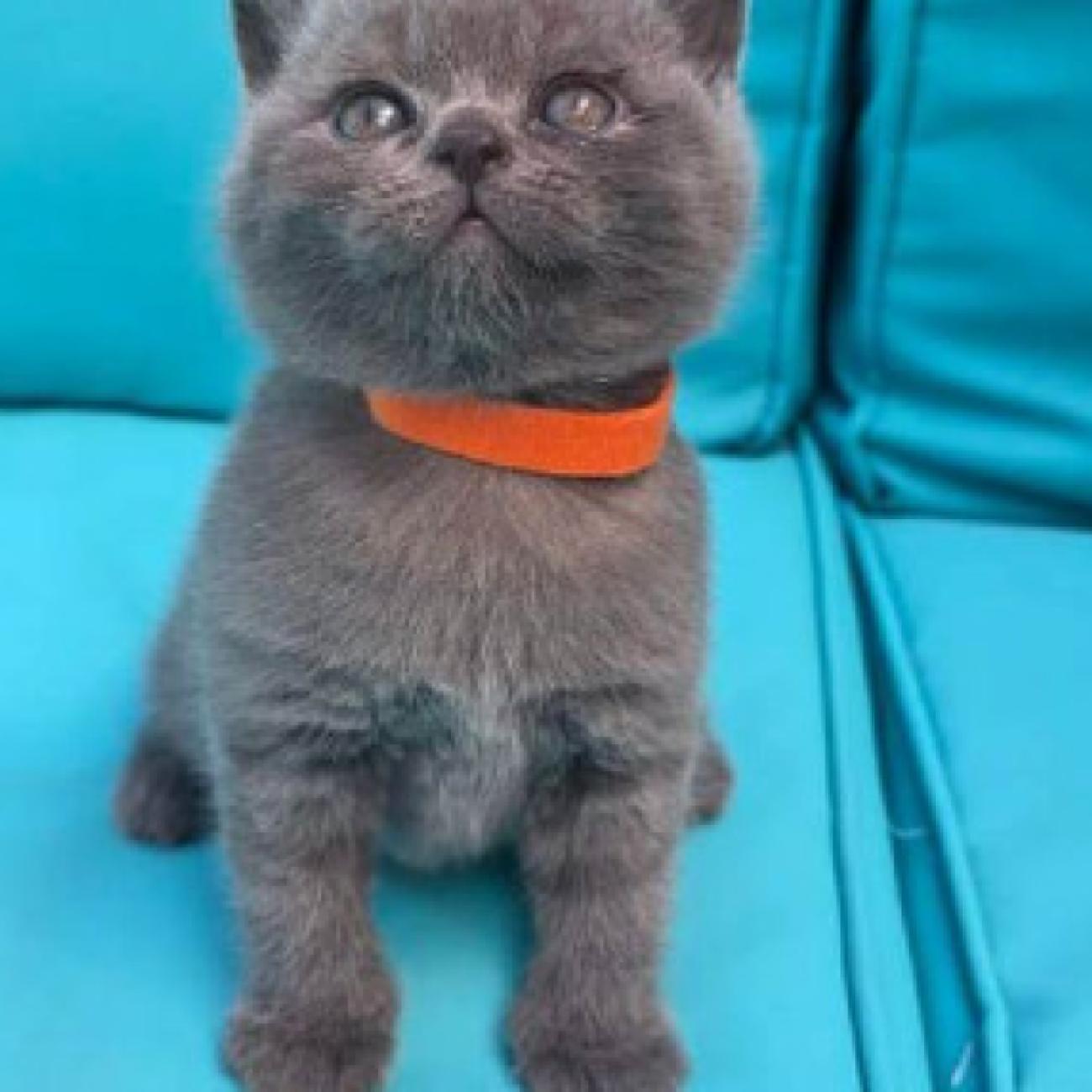 ...We have adorable 6 British Blue kittens, 3 boys and 3 girls. 