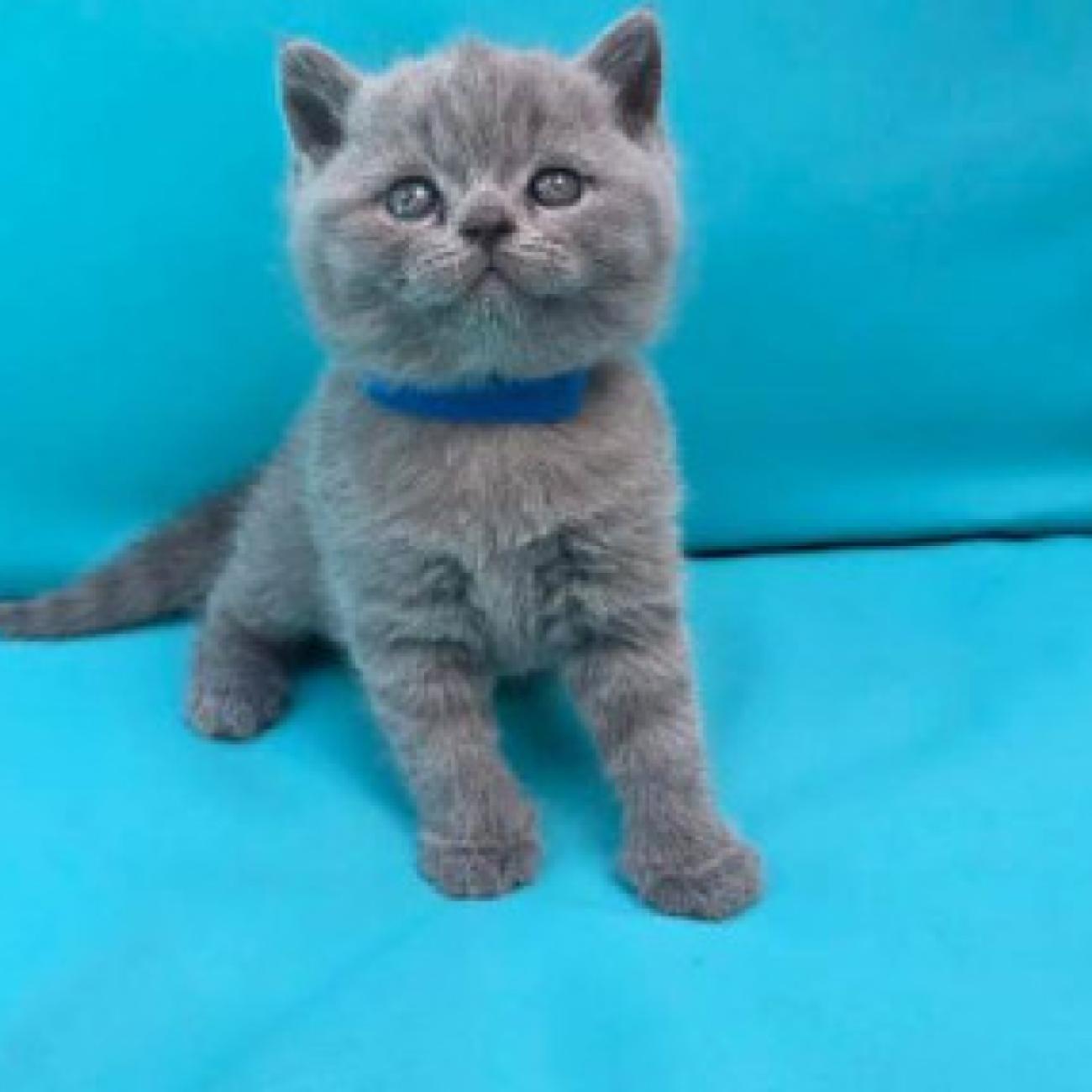 ...We have adorable 6 British Blue kittens, 3 boys and 3 girls. 