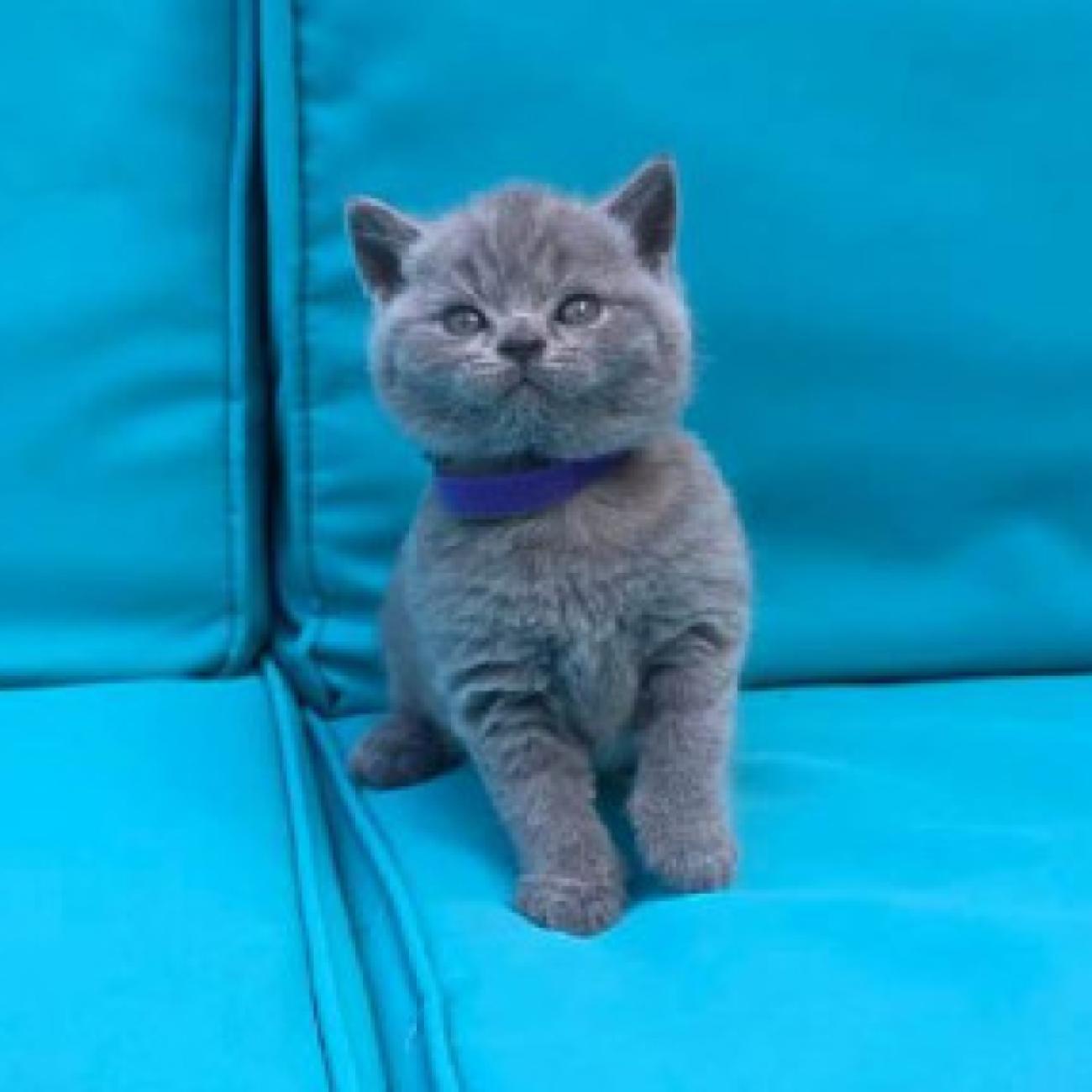 ...We have adorable 6 British Blue kittens, 3 boys and 3 girls. 