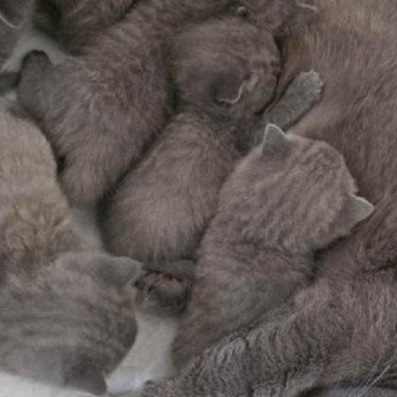 ...We have adorable 6 British Blue kittens, 3 boys and 3 girls. 