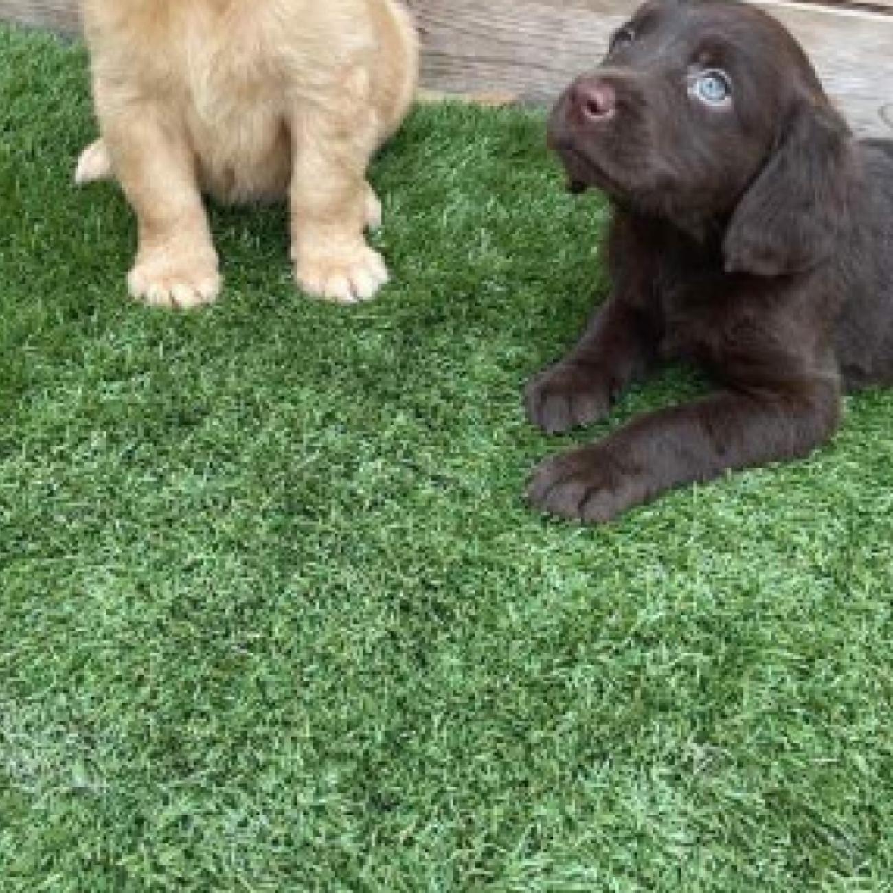 beautiful chocolate Labrador has given birth to 10 chunky puppies