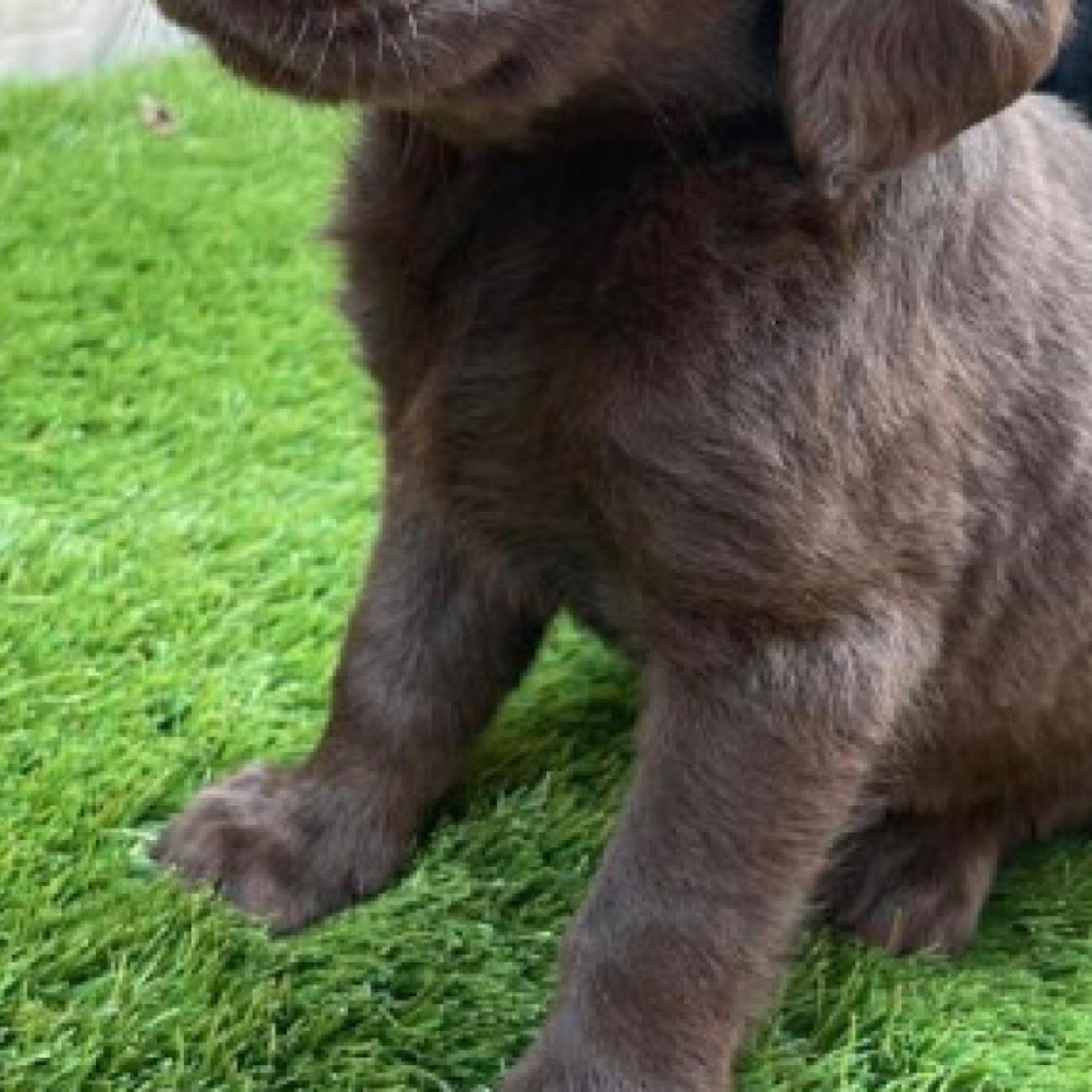 beautiful chocolate Labrador has given birth to 10 chunky puppies