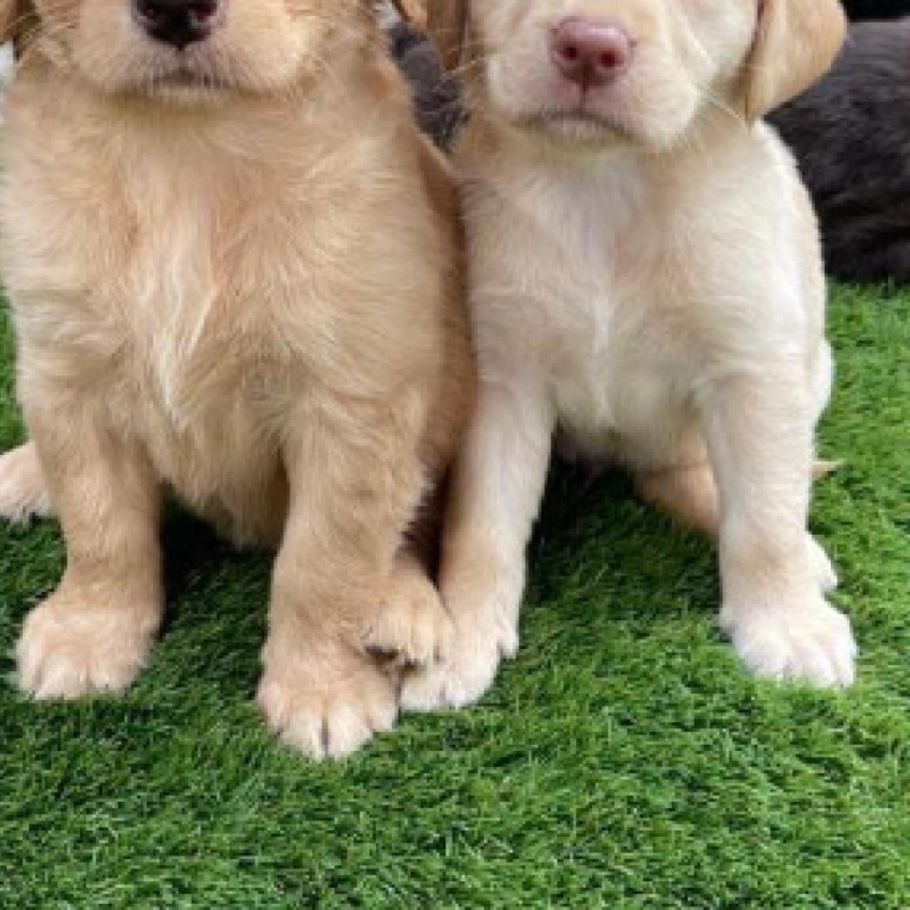 beautiful chocolate Labrador has given birth to 10 chunky puppies