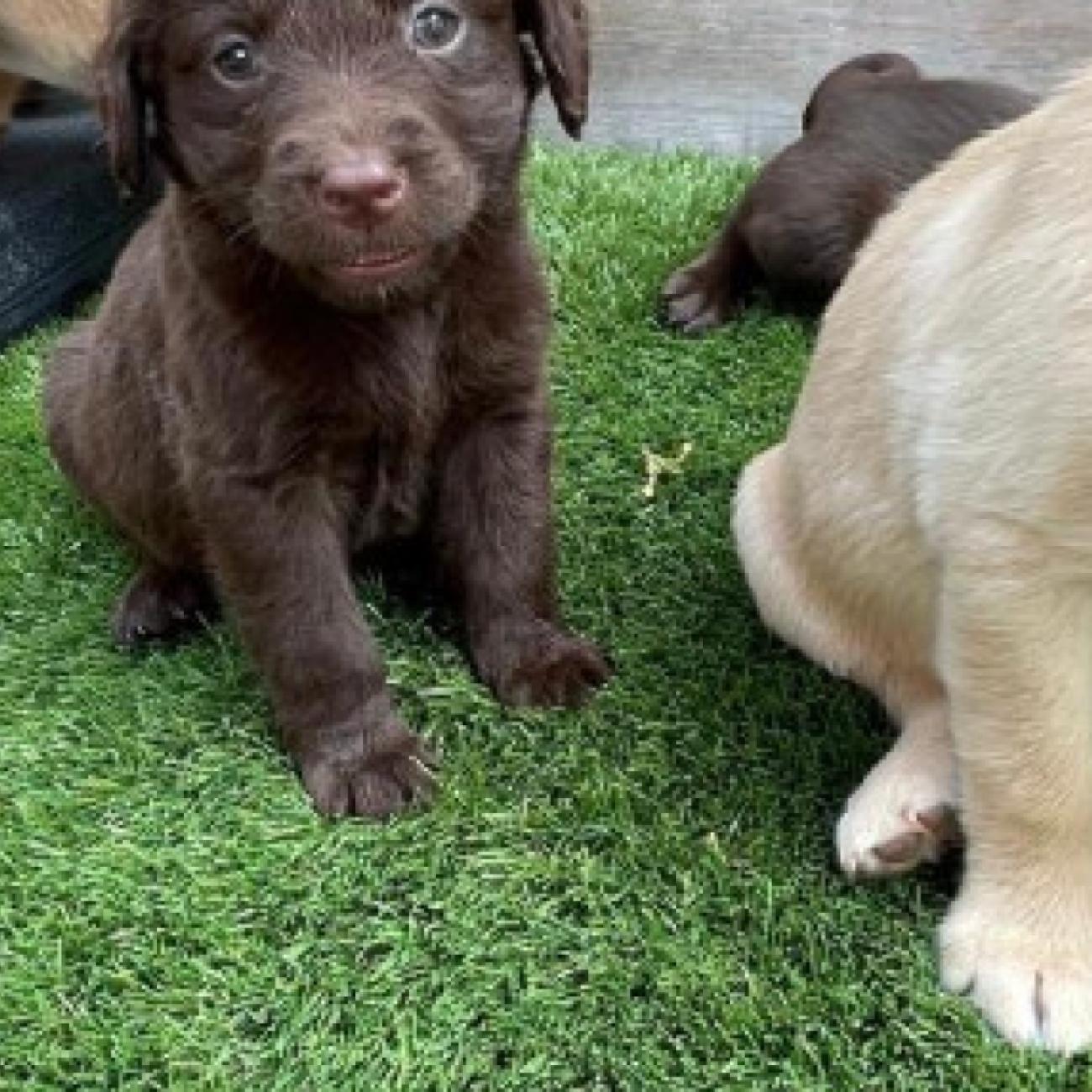 beautiful chocolate Labrador has given birth to 10 chunky puppies