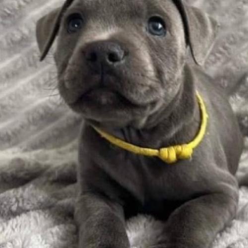 Staffy puppies for New homes