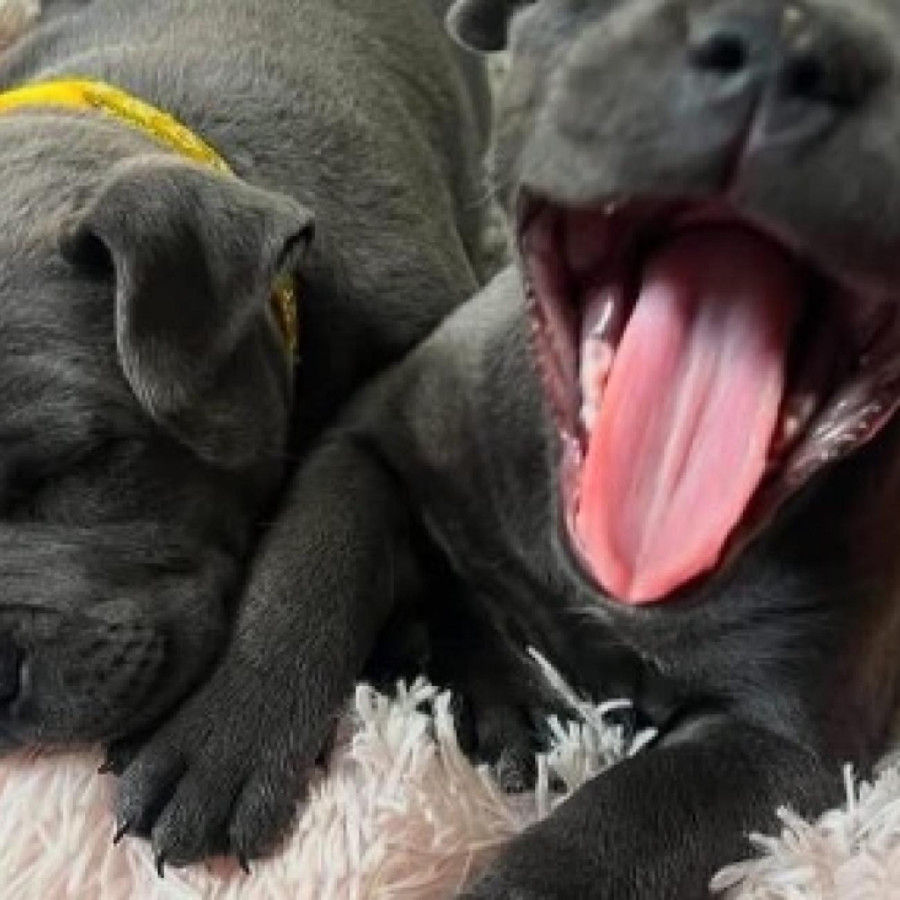 Staffy puppies for New homes