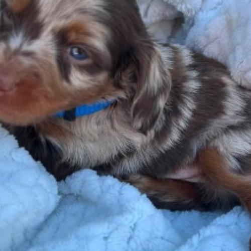 Dachshund Puppies For New Homes