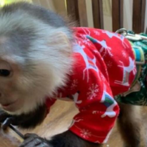  Healthy, Hand-Raised Baby Capuchin Monkeys for Sale.