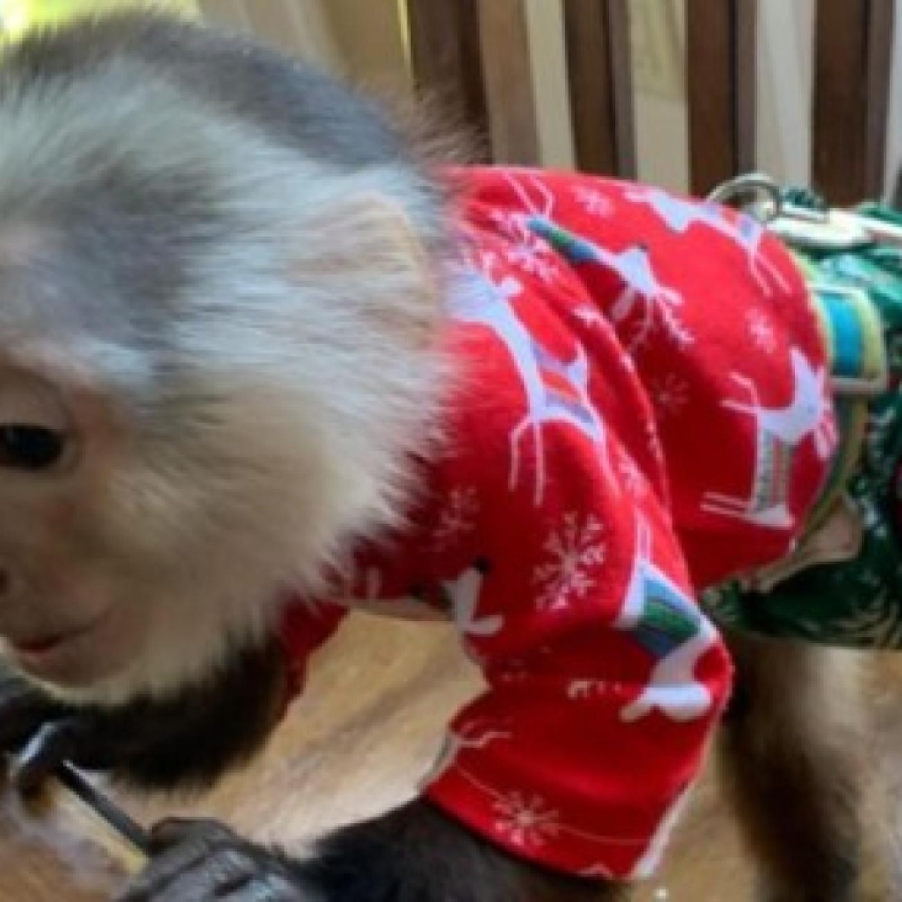  Healthy, Hand-Raised Baby Capuchin Monkeys for Sale.