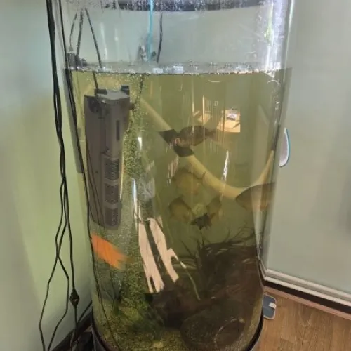 Aquarium and fish for sale