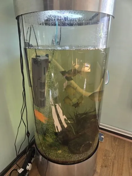 Aquarium and fish for sale